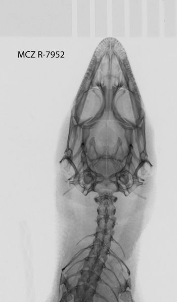 Media type: image;   Herpetology R-7952
